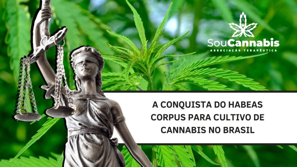 habeas corpus cannabis