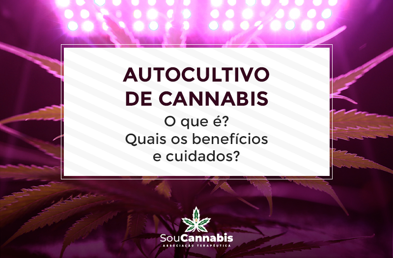 Auto cultivo de cannabis