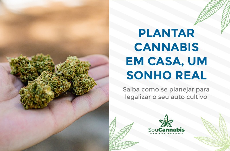 Plantar cannabis em casa